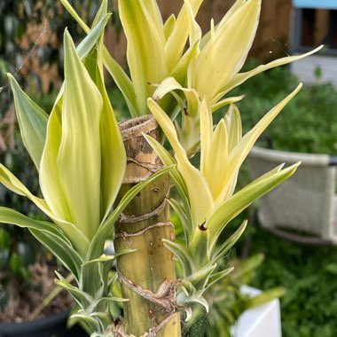 Dracaena fragrans 'Janet Craig' Compacta