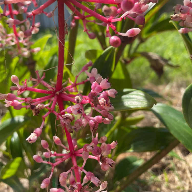 Plant image Medinilla myriantha