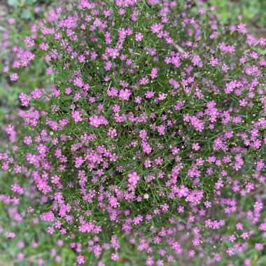 Lobularia maritima  syn. Alyssum maritimum