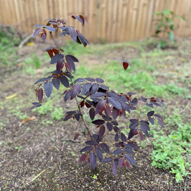 Plant image Breynia cernua 'Ironstone Range'