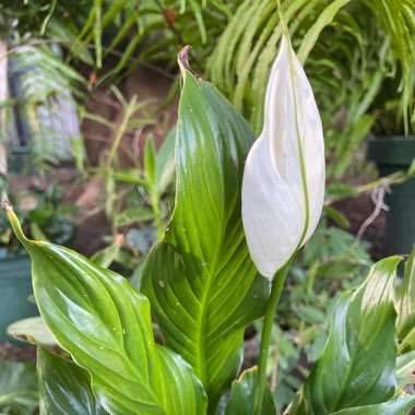 Spathiphyllum 'Sensation'