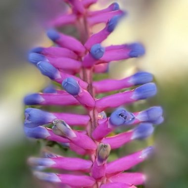 Aechmea gamosepala