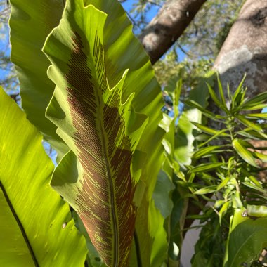 Asplenium Australasicum