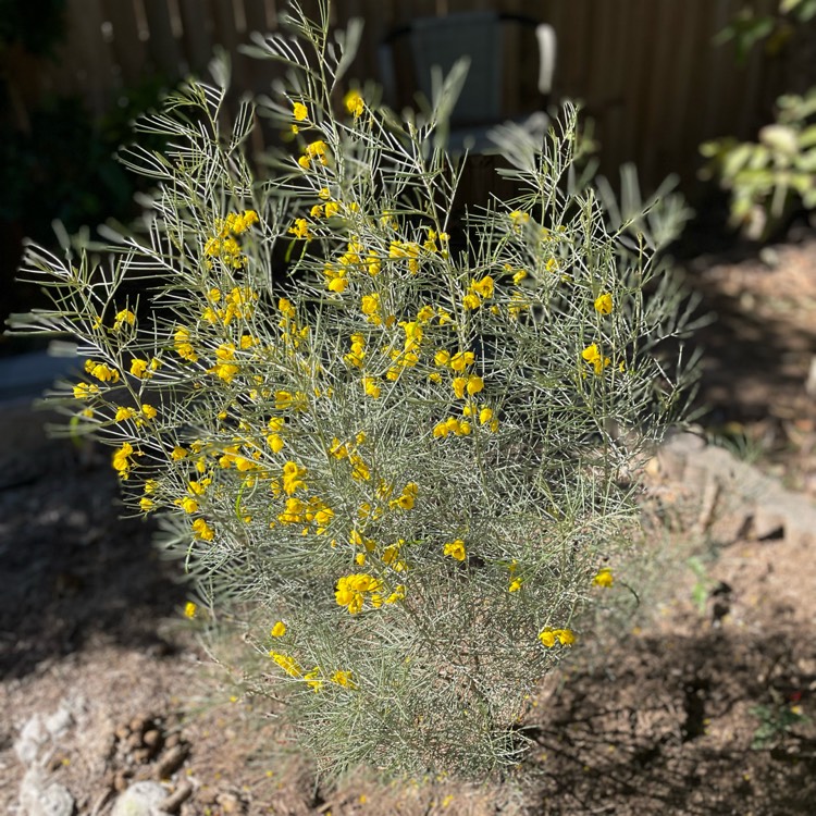 Plant image Cassia