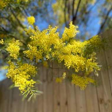 Acacia fimbriata