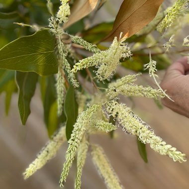 Grevillea Baileyana