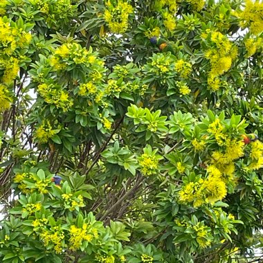 Xanthostemon chrysanthus