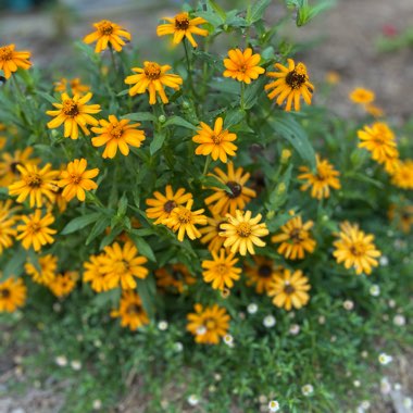 Zinnia Augustifolia Kunts