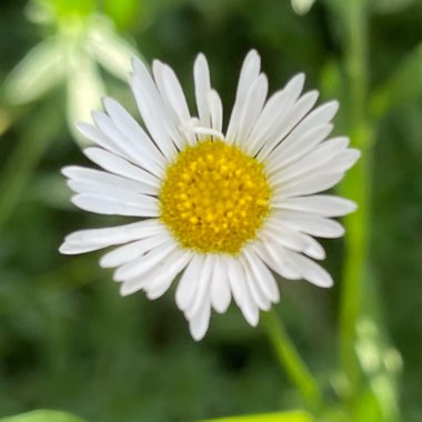 Erigeron karvinskianus