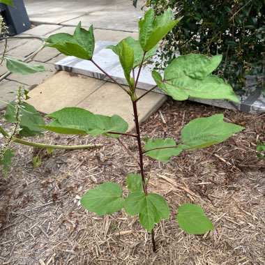 Hibiscus sabdariffa