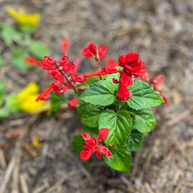 Salvia splendens 'Fireball'