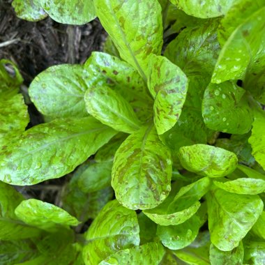 Lactuca Sativa 'Mayan Jaguar'