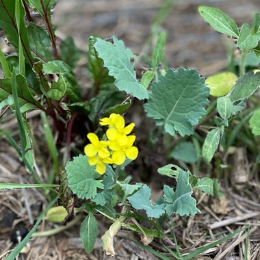 Brassica napus