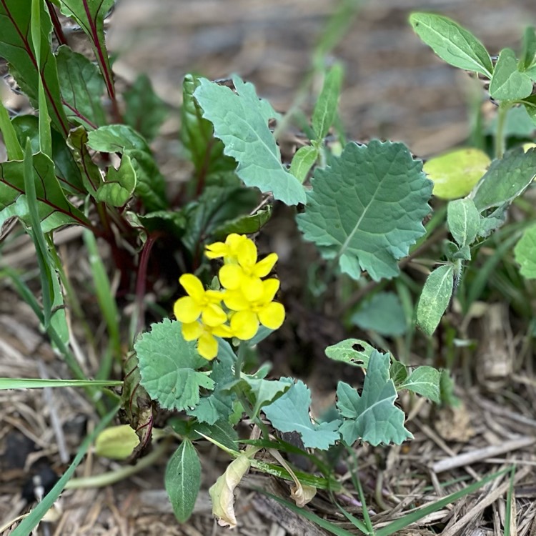 Plant image Brassica napus