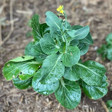 Brassica Rapa var Chinensis