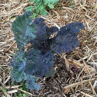 Brassica oleracea (Acephala Group) 'Curly Scarlet'