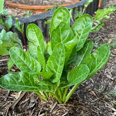 Beta Vulgaris var Cicla