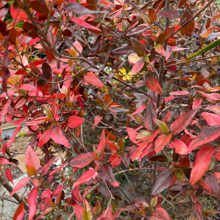 Plant image Acalypha