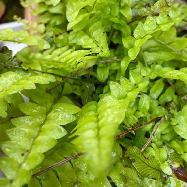 Nephrolepis exaltata 'Petticoat'