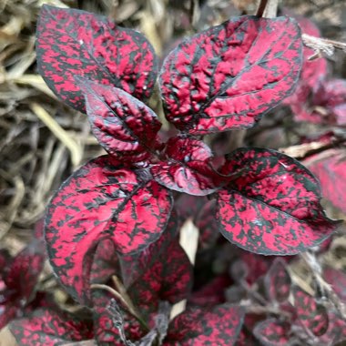 Hypoestes Phyllostachya 'Splash Select Red'