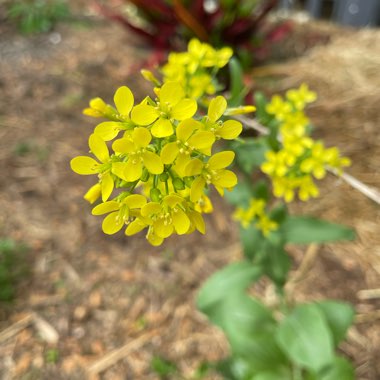 Brassica Rapa var Chinensis