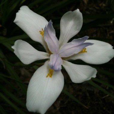 Dietes grandifolia syn. Dietes grandiflora 'Reen Lelie'