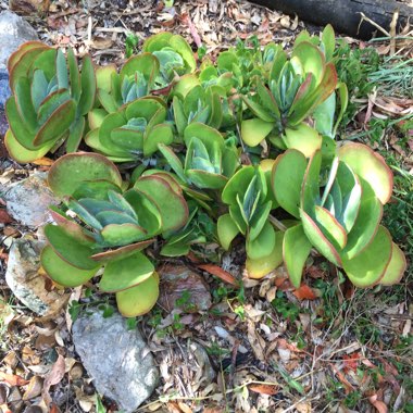 Kalanchoe luciae 'Flapjack'