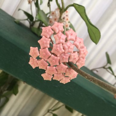 Hoya