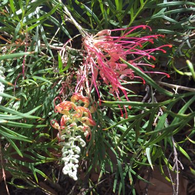 Grevillea bipinnatifida x banksii 'Ned Kelly' syn. Grevillea Mason's hybrid