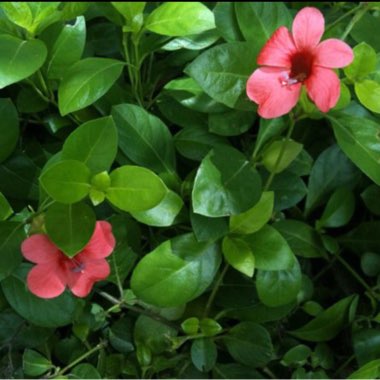 Barleria repens