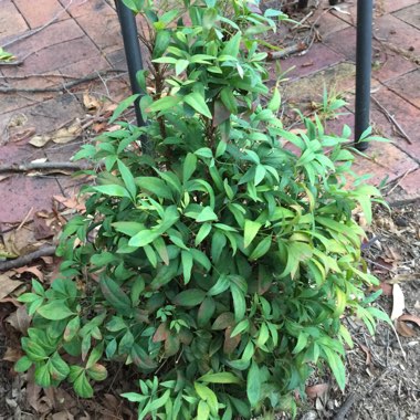 Nandina Domestica 'Woods Dwarf'