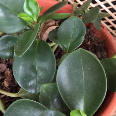 Peperomia Quadrangularis