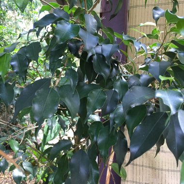 Ficus benjamina