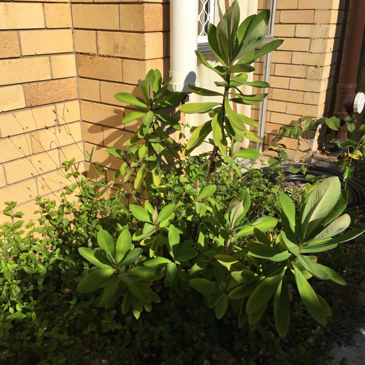 Plant image Euphorbia umbellata syn. Synadenium grantii