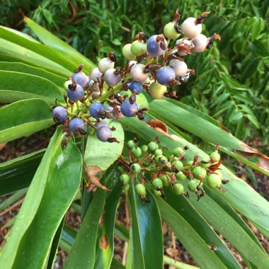 Alpinia Caerulea