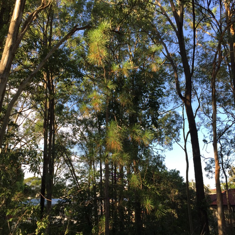 Plant image Allocasuarina torulosa