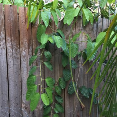 Cissus antarctica