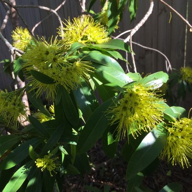 Xanthostemon chrysanthus