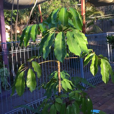 Schefflera actinophylla