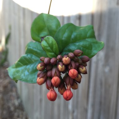 Clerodendrum splendens