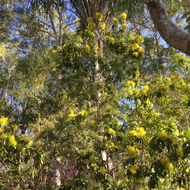 Xanthostemon chrysanthus