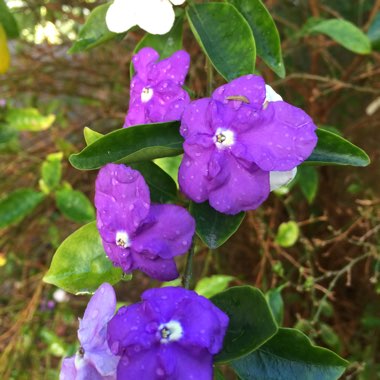 Brunfelsia grandiflora