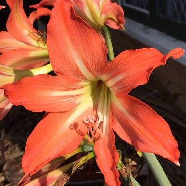 Hippeastrum