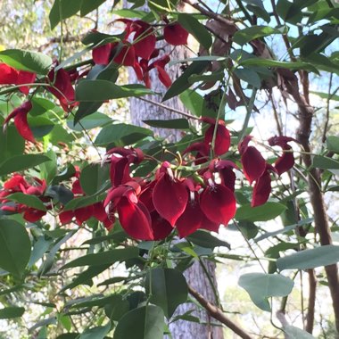 Erythrina 'Bidwillii'