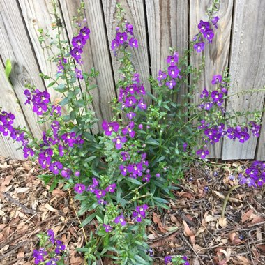 Angelonia Angustifolia