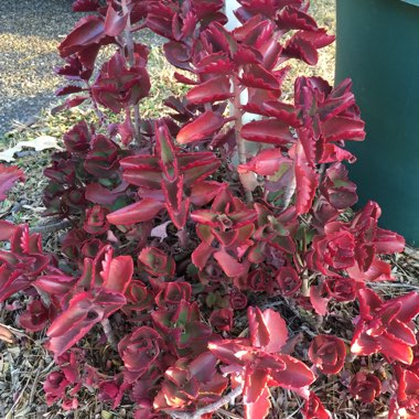 Kalanchoe Longiflora