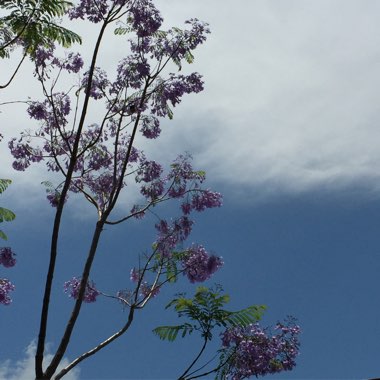 Jacaranda mimosifolia