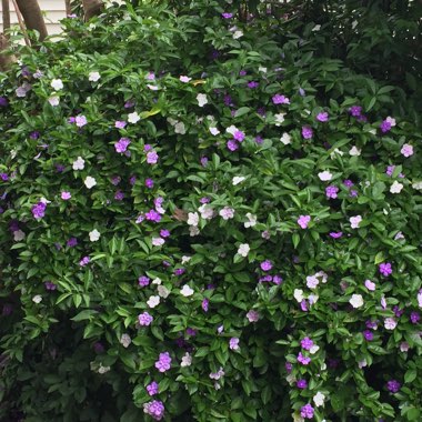 Brunfelsia grandiflora