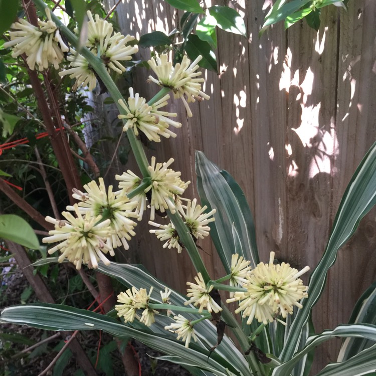 Plant image Dracaena fragrans 'Janet Craig' Compacta