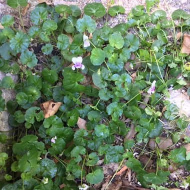 Viola hederacea